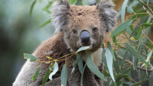 Koala